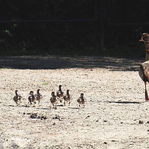 Feral Egyptian goose with chicks (Alopochen aegyptiaca), 2021-06-01