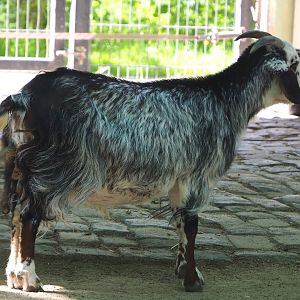 Damara goat (Capra aegagrus hircus), 2021-06-01