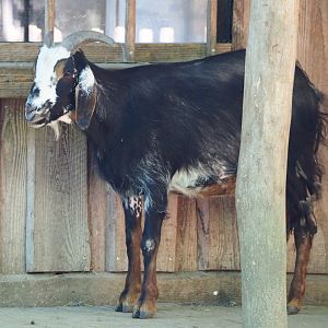 Damara goat (Capra aegagrus hircus), 2021-06-01