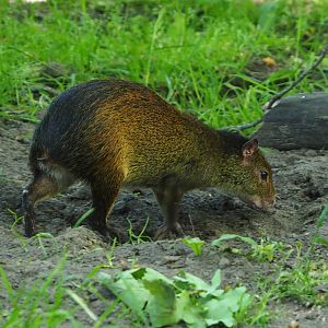 Black-rumped agouti (Dasyprocta prymnolopha), 2021-06-01