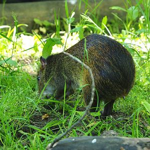 Black-rumped agouti (Dasyprocta prymnolopha), 2021-06-01