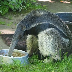Giant anteater (Myrmecophaga tridactyla), 2021-06-01