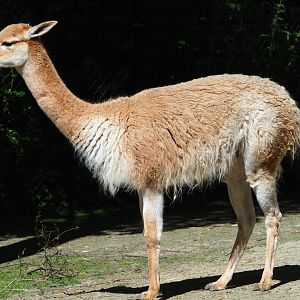 Vicuña (Vicugna vicugna), 2021-06-01