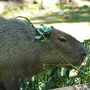 Capybara (Hydrochoerus hydrochaeris), 2021-06-01