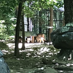 North Carolina Zoo: Red Wolf and Pups