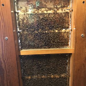 North Carolina Zoo: Honeybee Colony