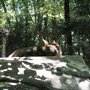 North Carolina Zoo: Red Wolf