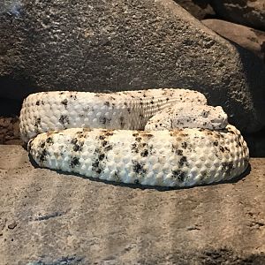 North Carolina Zoo: Speckled Rattlesnake
