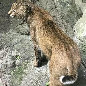 North Carolina Zoo: Bobcat