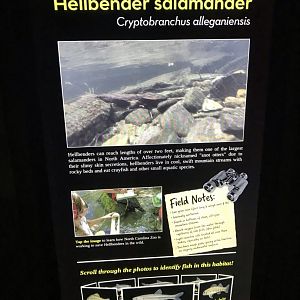 North Carolina Zoo: Interactive Hellbender Sign
