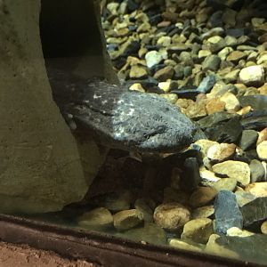 North Carolina Zoo: Eastern Hellbender