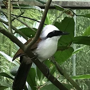 North Carolina Zoo: White-Crested Laughingthrush
