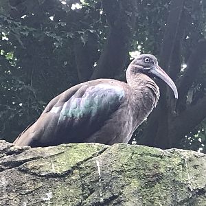 North Carolina Zoo: Hadada Ibis