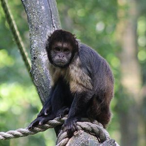 Yellow-breasted capuchin