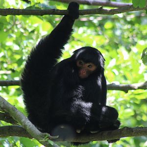 Black spider monkey