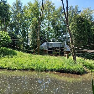 Enclosure Spider monkey - Squirrel monkey