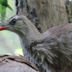 Red-legged seriema