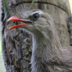 Red-legged seriema