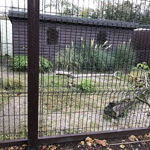 Fennec fox enclosure