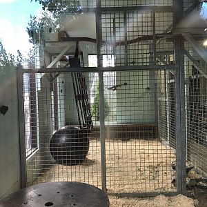 De brazza guneon indoors