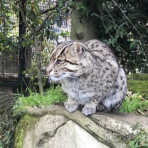 Fishing cat