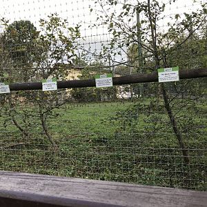 African lion holding area