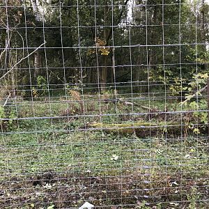 Part of the brown bear enclosure