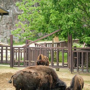 American bison family - with a newborn member