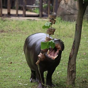 Pygmy Hippopotamus