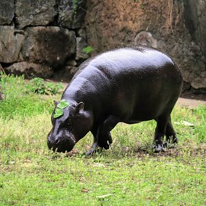 Pygmy Hippopotamus
