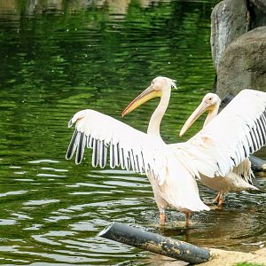 Great White Pelicans