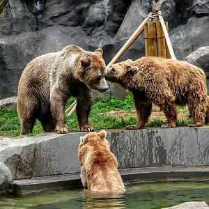 Eurasian Brown Bears