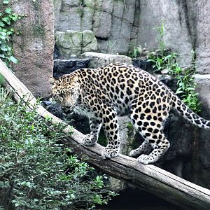 Amur Leopard