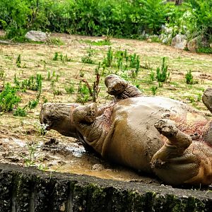 Southern White Rhinoceros enjoying the mud
