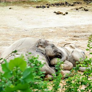 Asian Elephant calf taking a nap with her mother