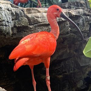 Scarlet Ibis (Eudocimus ruber)