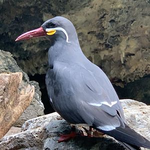 Inca Tern (Larosterna inca)