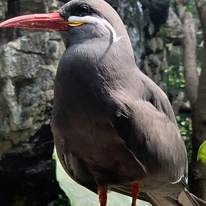 Inca Tern (Larosterna inca)