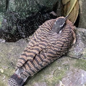Sunbittern (Eurypyga helias)