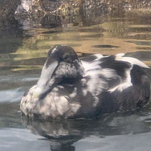 Male Common Eider (Somateria mollissima)