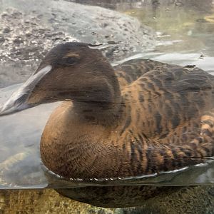 Female Common Eider (Somateria mollissima)