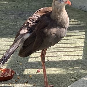Red-Legged Seriema (Cariama cristata)