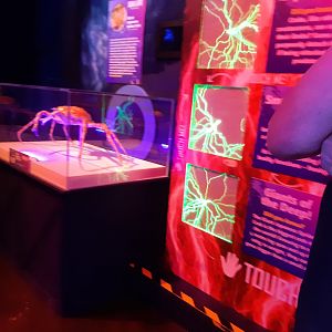 Japanese spider crab & Jellyfish sting display