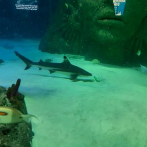 Blacktip reef shark