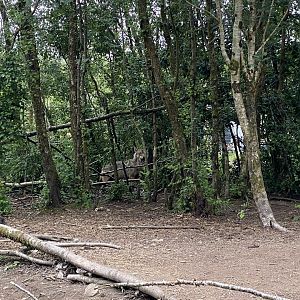 Wolf wood at Wild Ireland