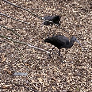 Glossy ibis at Wild Ireland