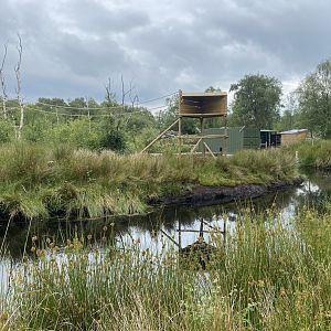 Barbary macaque island at Wild Ireland