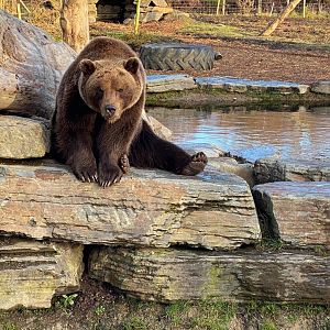 Brown Bear at Wild Ireland