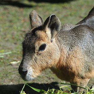 Patagonian mara (Dolichotis patagonum), 2021-06-01