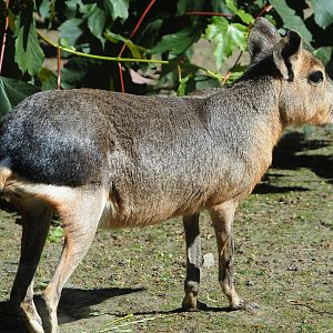 Patagonian mara (Dolichotis patagonum), 2021-06-01